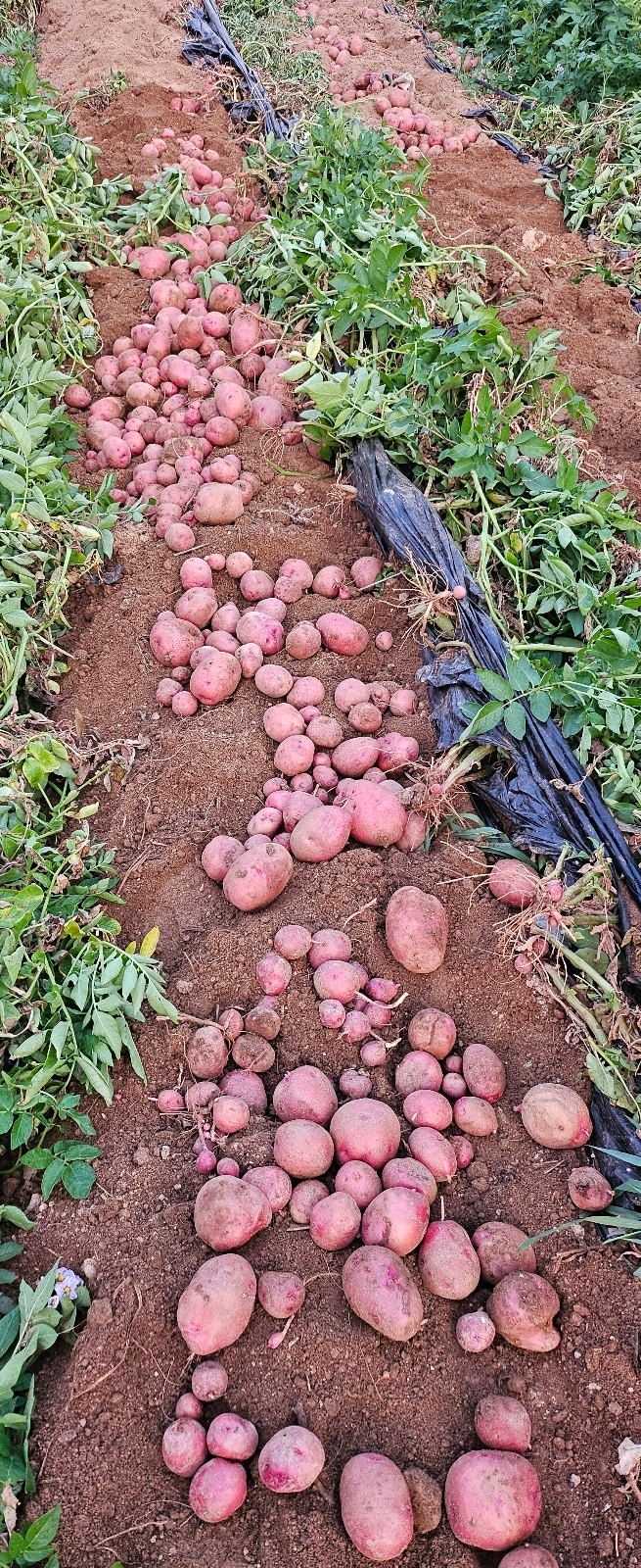 장터 상품 [속노랑 카스테라 홍감자 3kg,5kg,10kg] 썸네일