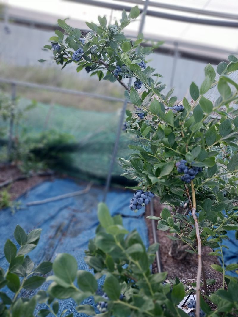 블루베리민병례님의 장터 판매 상품 [블루베리 1kg] 첨부 사진