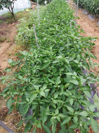 영수농원님의 자유주제 · 자유게시판 작성글 사진