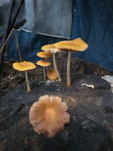 팜모닝 자유주제·자유게시판 게시글 이미지