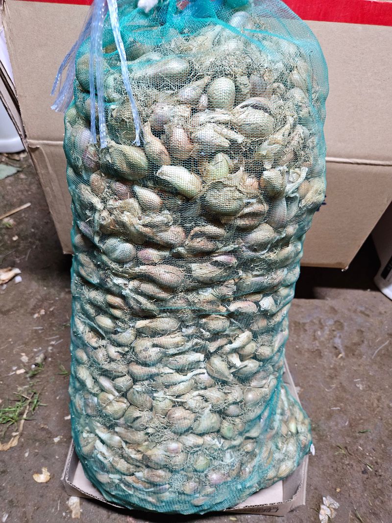 김경옥님의 장터 판매 상품 [쪽파종자1kg-판매완료] 첨부 사진