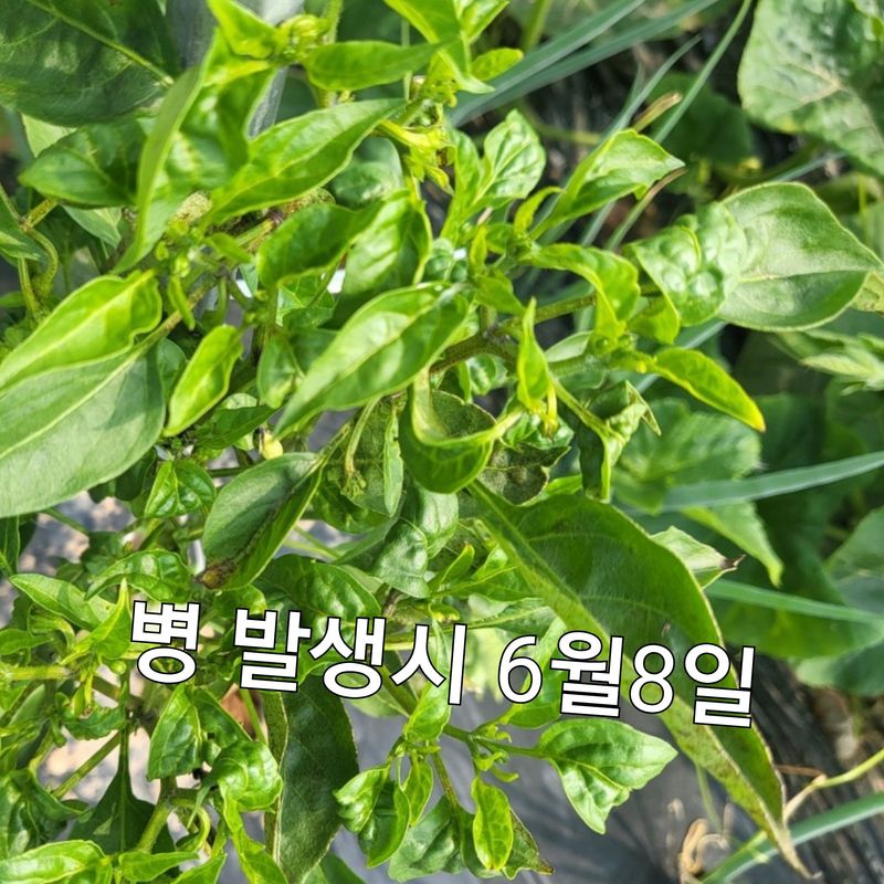 김둘점님의 장터 판매 상품 [미르퀸 10L] 첨부 사진