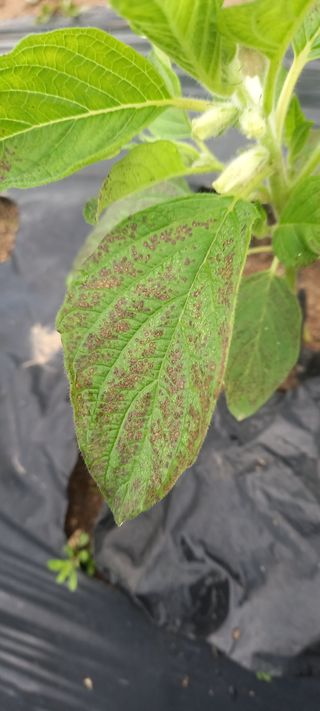 초보농사꾼보미촌님의 농사, 무엇이든 물어보세요! · 참여글 작성글 사진