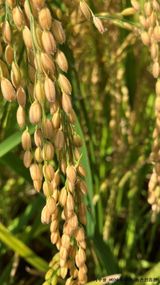 팜모닝 자유주제·자유게시판 게시글 이미지