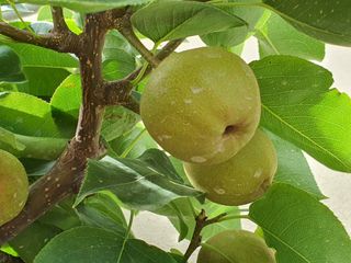 하나라도 소중하게님의 배 · 비료•농약 작성글 사진