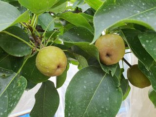 하나라도 소중하게님의 배 · 비료•농약 작성글 사진