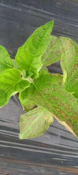 팜모닝 농사, 무엇이든 물어보세요!·참여글 게시글 이미지