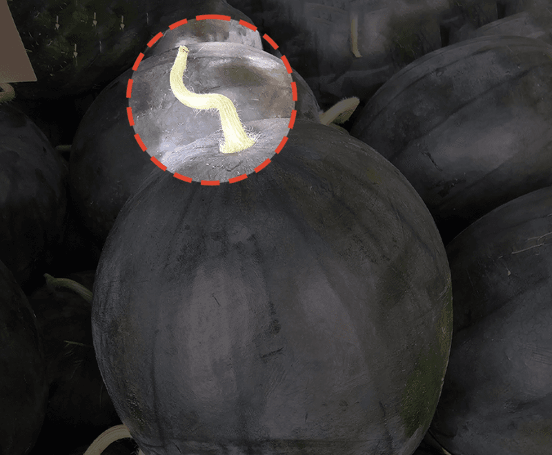 스피드번님의 장터 판매 상품 [고당도 흑수박] 첨부 사진