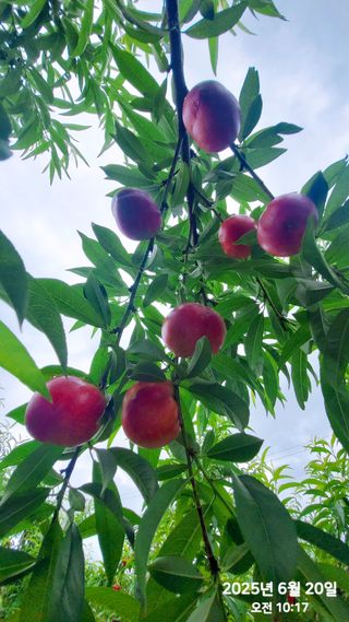 동우농장(김대욱)님의 복숭아 · 자유게시판 작성글 사진