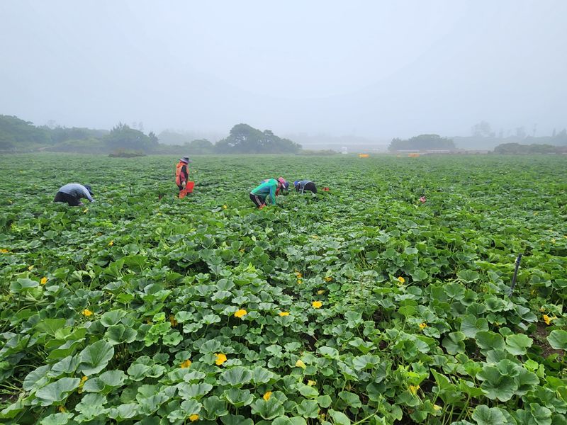 제주빅팜님의 장터 판매 상품 [제주 보우짱품종 단호박, 밤호박] 첨부 사진