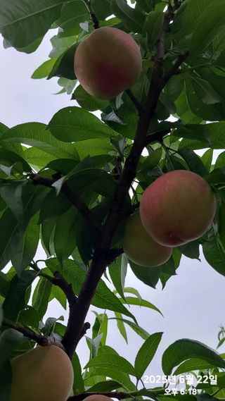 동우농장(김대욱)님의 복숭아 · 자유게시판 작성글 사진