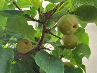 하나라도 소중하게님의 배 · 비료•농약 작성글 사진