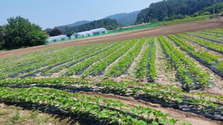 강원도 횡성군님의 자유주제 · 자유게시판 작성글 사진