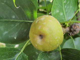 하나라도 소중하게님의 배 · 비료•농약 작성글 사진