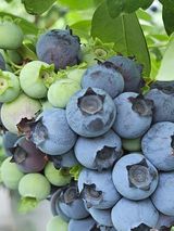 팜모닝 자유주제·자유게시판 게시글 이미지