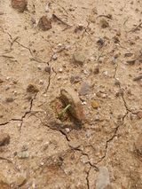 팜모닝 농사, 무엇이든 물어보세요!·참여글 게시글 이미지