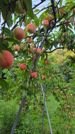복주농장님의 자유주제 · 자유게시판 작성글 사진