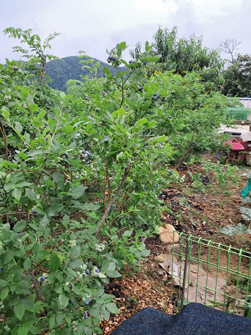 장터 상품 [블루베리판매 판매] 썸네일