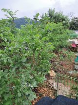 팜모닝 · 게시글 이미지