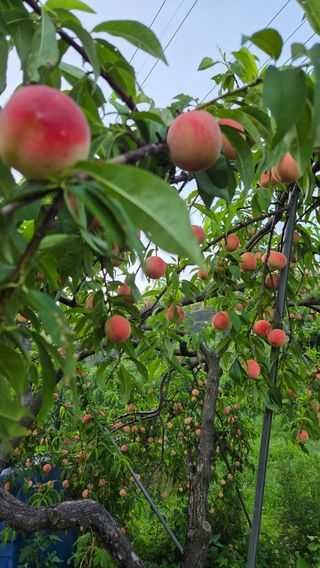 복주농장님의 자유주제 · 자유게시판 작성글 사진