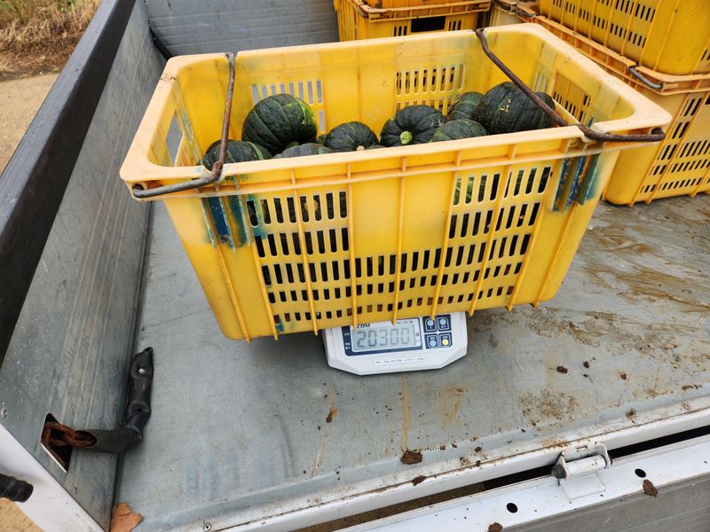 제주빅팜님의 장터 판매 상품 [제주 보우짱품종 단호박, 밤호박] 첨부 사진