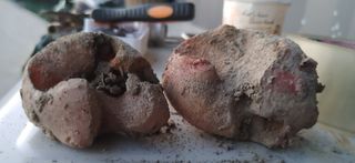 허진일님의 농사, 무엇이든 물어보세요! · 참여글 작성글 사진