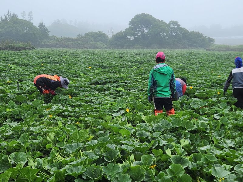 제주빅팜님의 장터 판매 상품 [제주 보우짱품종 단호박, 밤호박] 첨부 사진