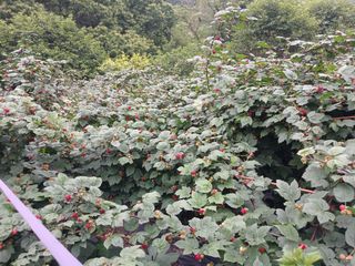 호수가님의 농사, 무엇이든 물어보세요! · 참여글 작성글 사진