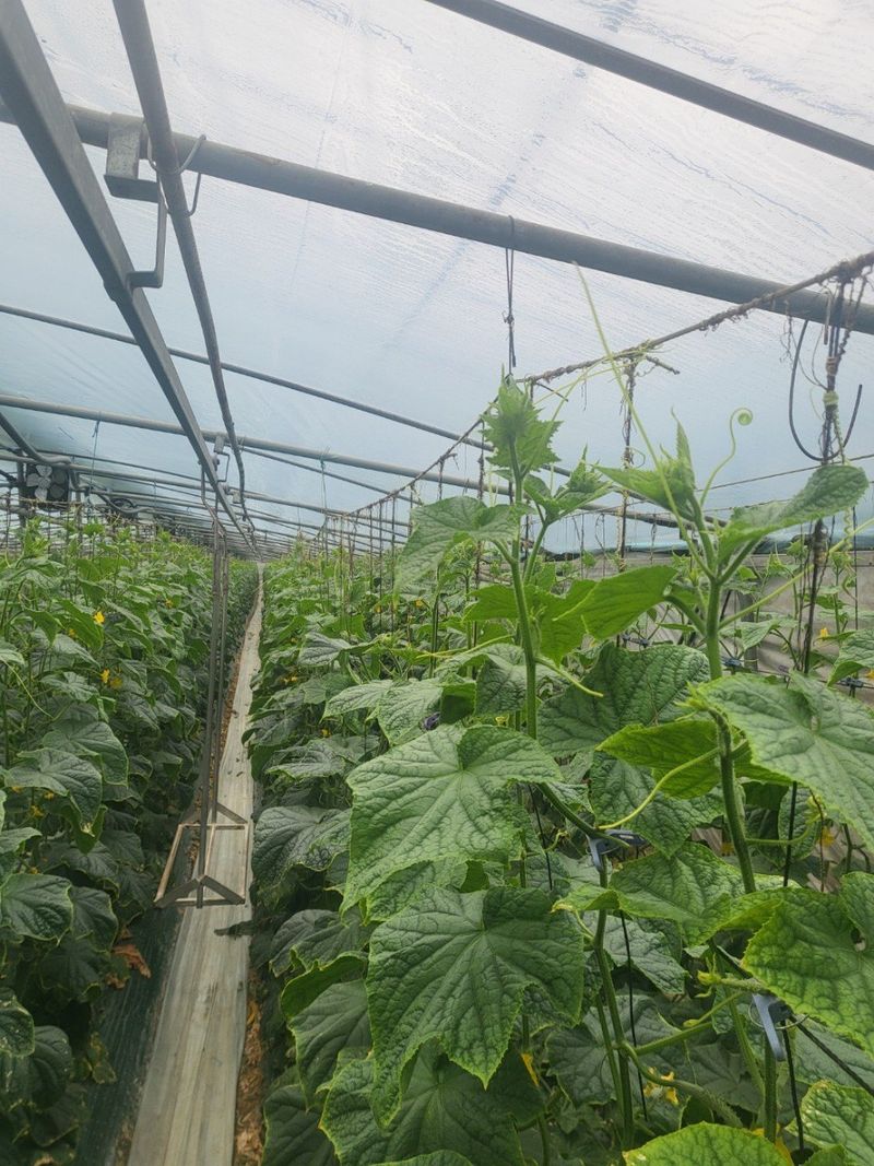 김둘점님의 장터 판매 상품 [미르몰퀸 10L] 첨부 사진