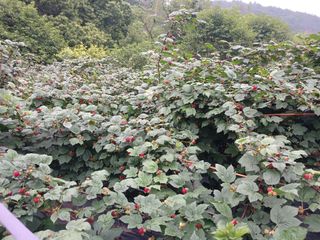 호수가님의 농사, 무엇이든 물어보세요! · 참여글 작성글 사진