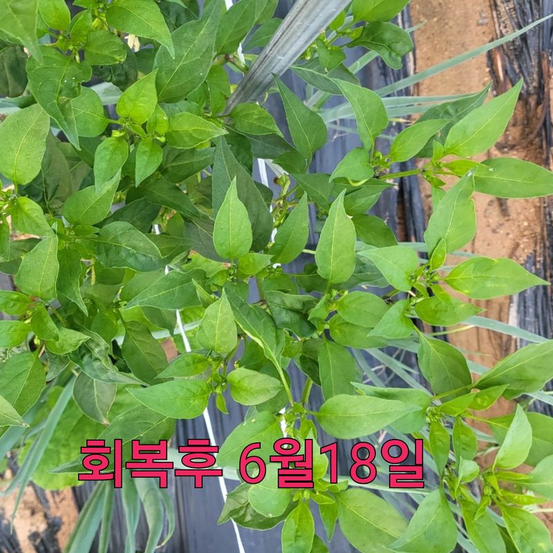 김둘점님의 장터 판매 상품 [미르퀸 10L] 첨부 사진