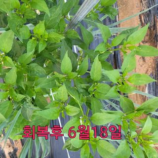 김둘점님의 작성글 사진