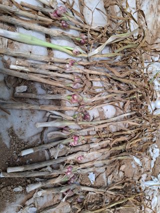 초보굴백이님의 자유주제 · 자유게시판 작성글 사진