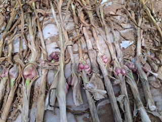 초보굴백이님의 자유주제 · 자유게시판 작성글 사진