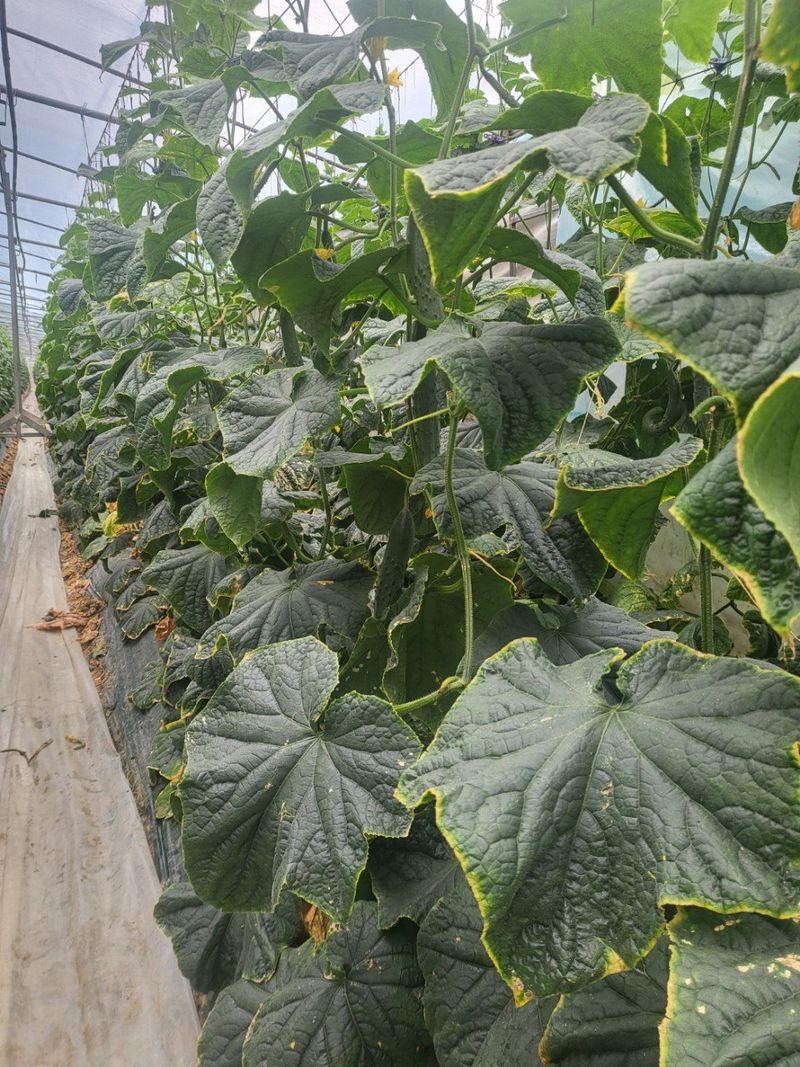 김둘점님의 장터 판매 상품 [미르몰퀸 10L] 첨부 사진