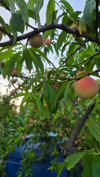 복주농장님의 자유주제 · 자유게시판 작성글 사진