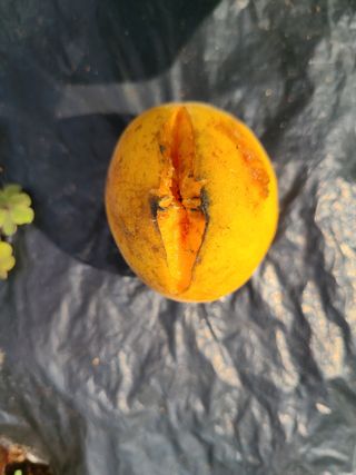 신규현님의 농사, 무엇이든 물어보세요! · 참여글 작성글 사진