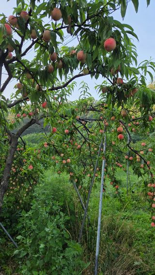 복주농장님의 자유주제 · 자유게시판 작성글 사진
