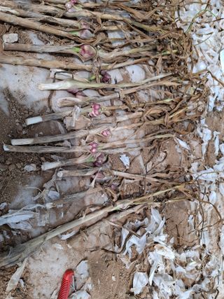 초보굴백이님의 자유주제 · 자유게시판 작성글 사진