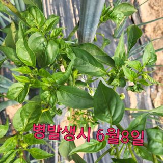 김둘점님의 작성글 사진