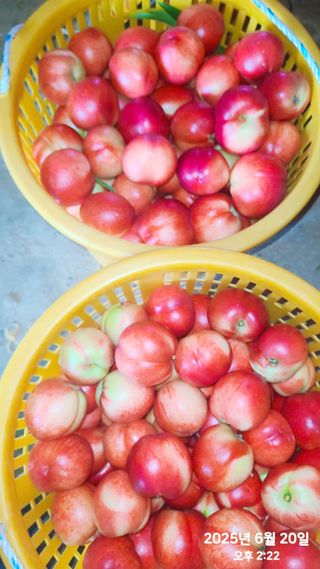 동우농장(김대욱)님의 복숭아 · 자유게시판 작성글 사진