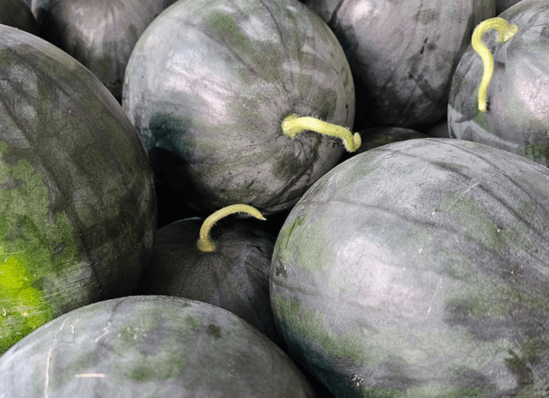 스피드번님의 장터 판매 상품 [고당도 흑수박] 첨부 사진