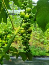 팜모닝 농사, 무엇이든 물어보세요!·참여글 게시글 이미지