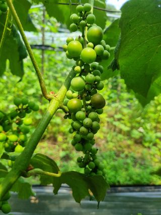 손오걸625님의 농사, 무엇이든 물어보세요! · 참여글 작성글 사진