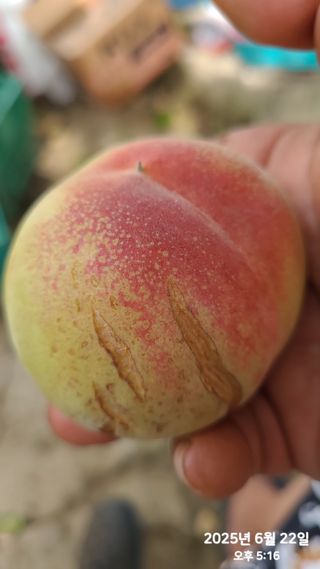 동우농장(김대욱)님의 복숭아 · 자유게시판 작성글 사진