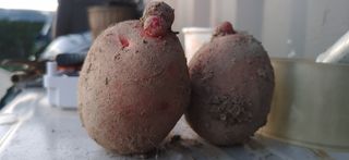 허진일님의 농사, 무엇이든 물어보세요! · 참여글 작성글 사진