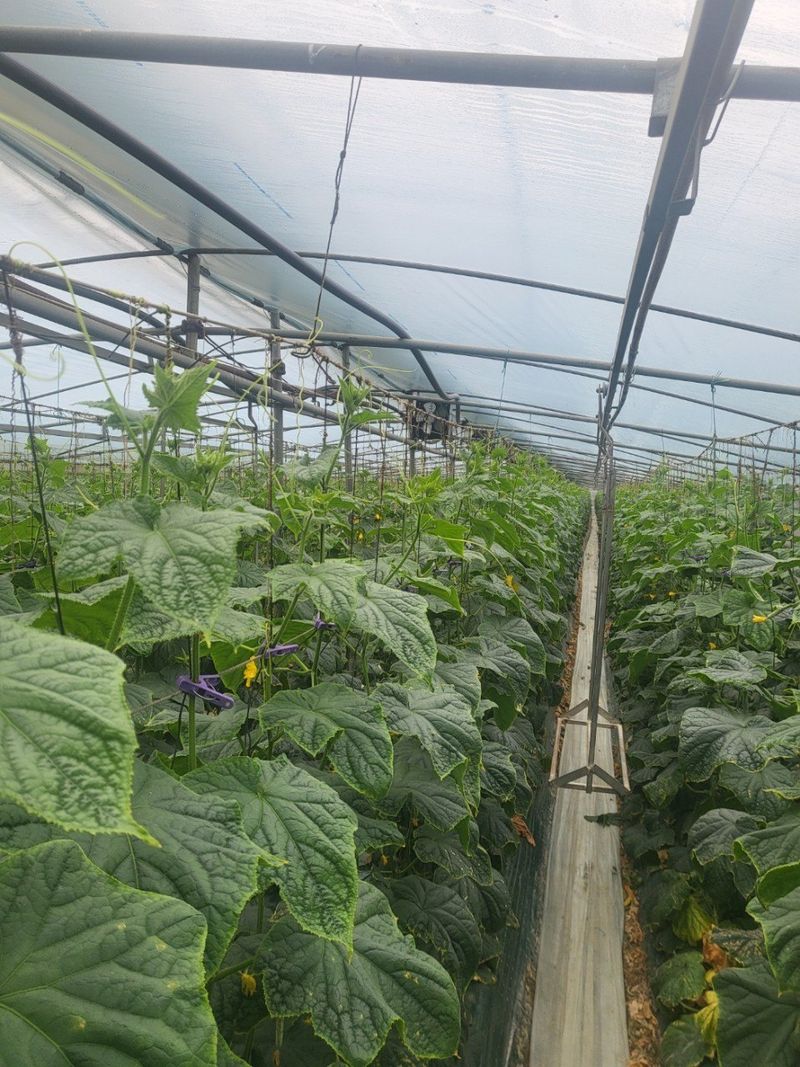 김둘점님의 장터 판매 상품 [미르몰퀸 10L] 첨부 사진