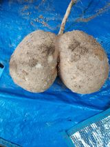 팜모닝 자유주제·자유게시판 게시글 이미지