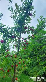 팜모닝 복숭아·자유게시판 게시글 이미지