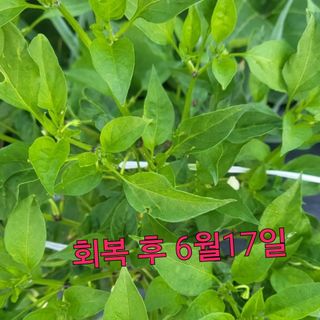 김둘점님의 작성글 사진